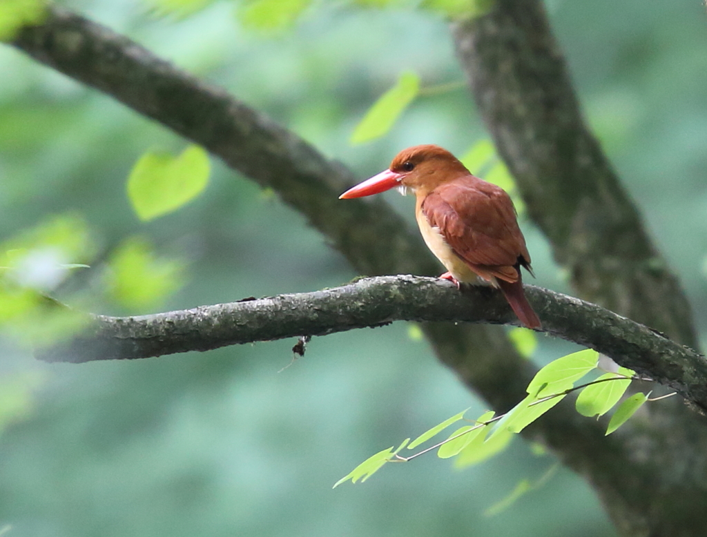 アカショウビン