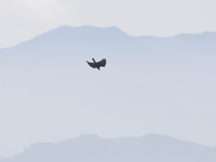 イヌワシ波状飛行　３８