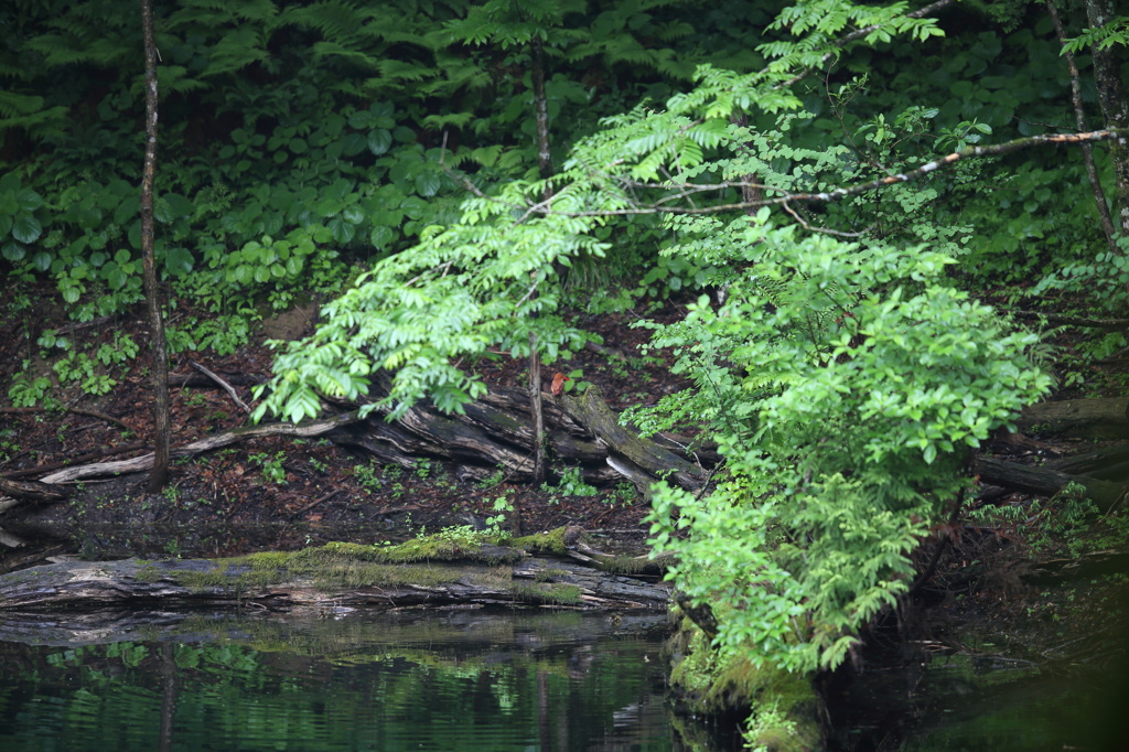 アカショウビンのいる風景