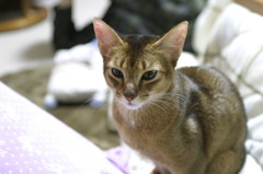 あたらしい家族　　アビシニアン