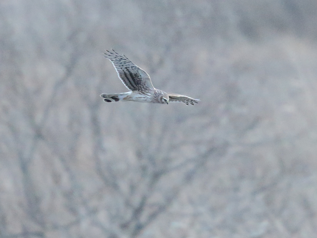 ハイロチュウヒ