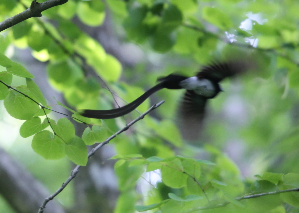 サンちゃん飛翔