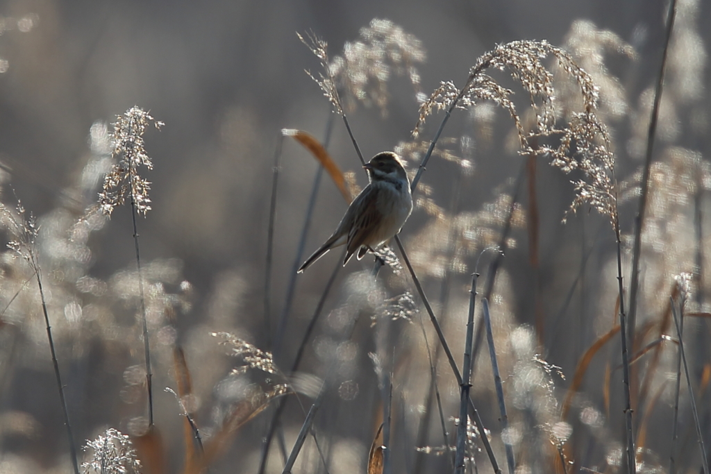 葦原の野鳥