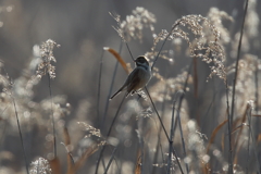 葦原の野鳥