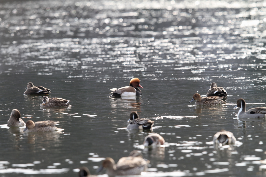 アカハシハジロ①