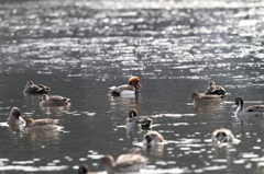 アカハシハジロ①