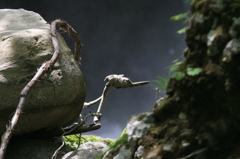 オブジェの様な