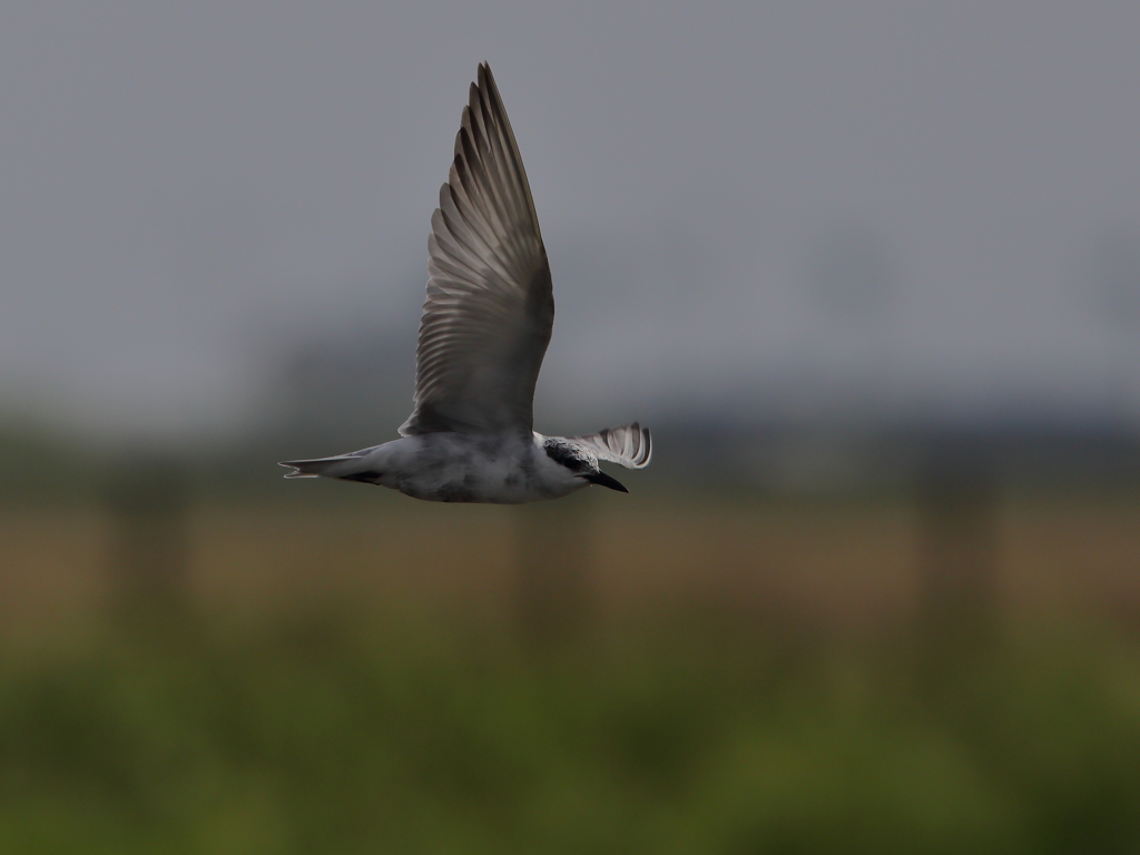 クロハラアジサシ