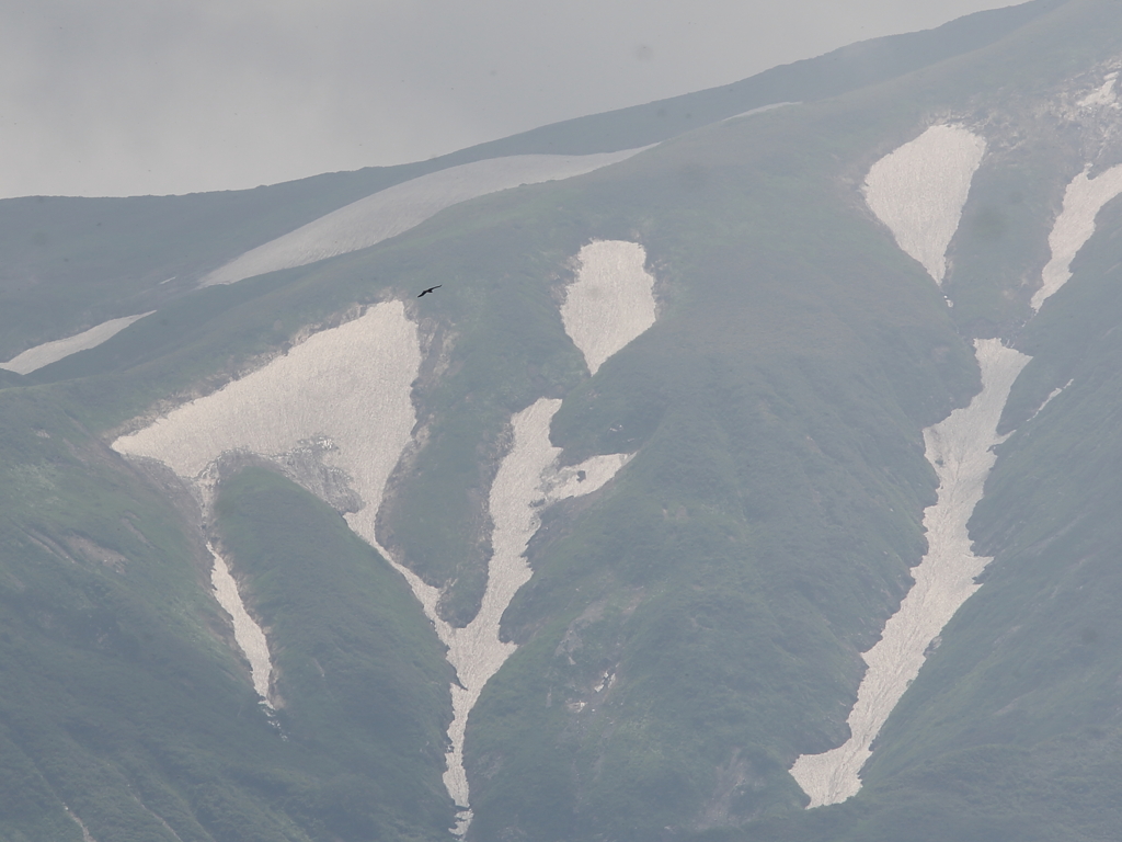 イヌワシ・ラスト