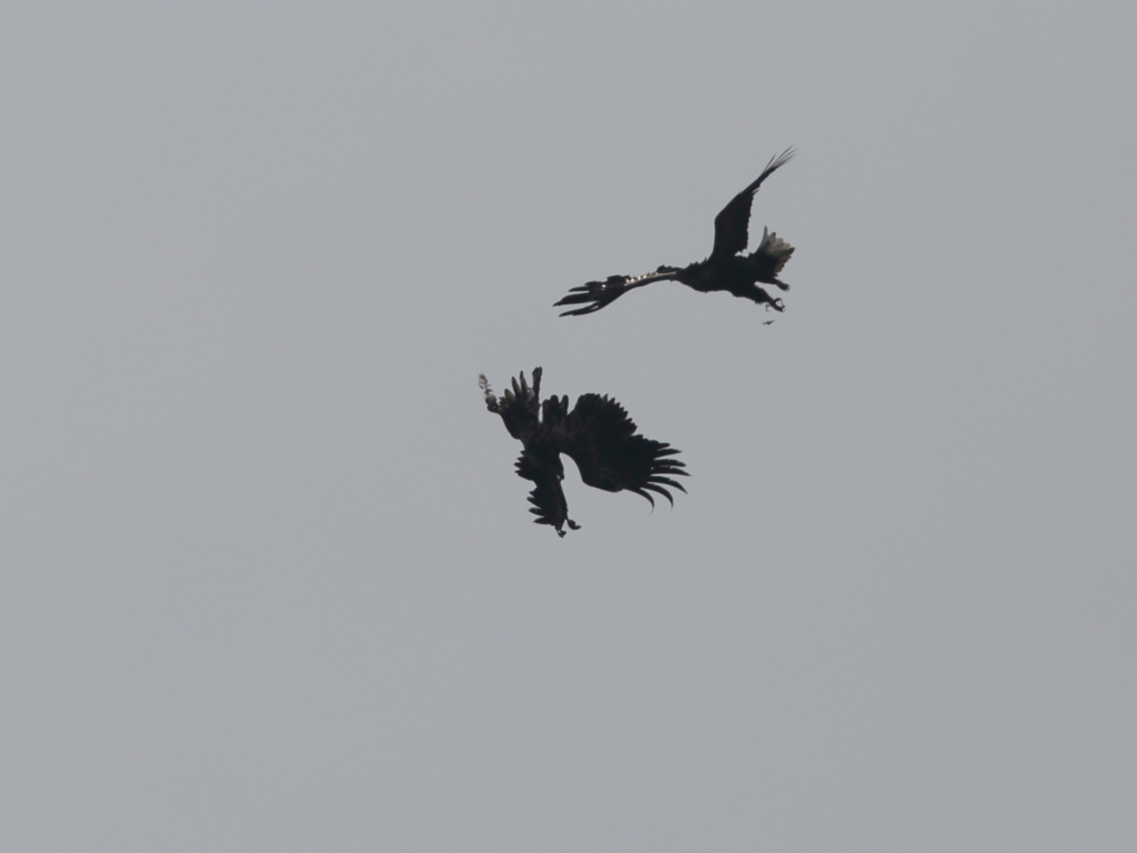 オジロワシバトル②