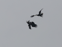 オジロワシバトル②