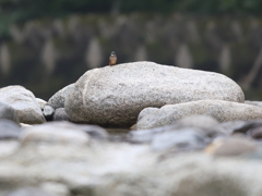 カワセミ物語　end