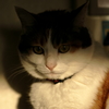 三毛猫