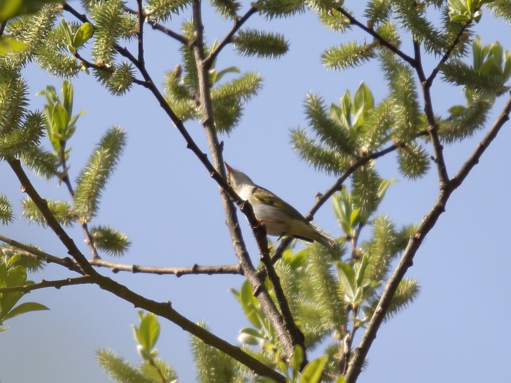 センダイムシクイ