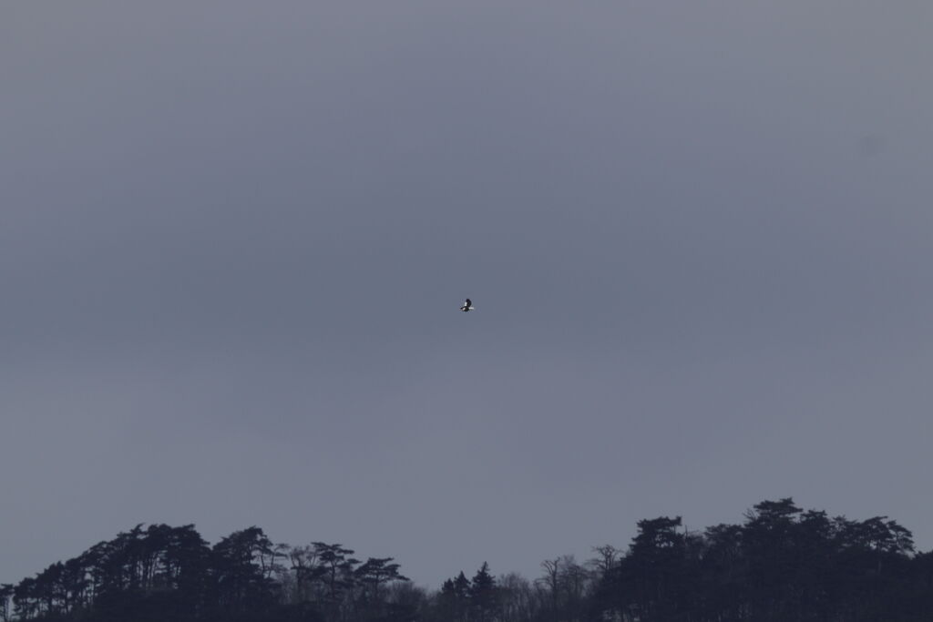 オオワシsoaring（帆翔）③