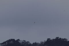 オオワシsoaring（帆翔）③