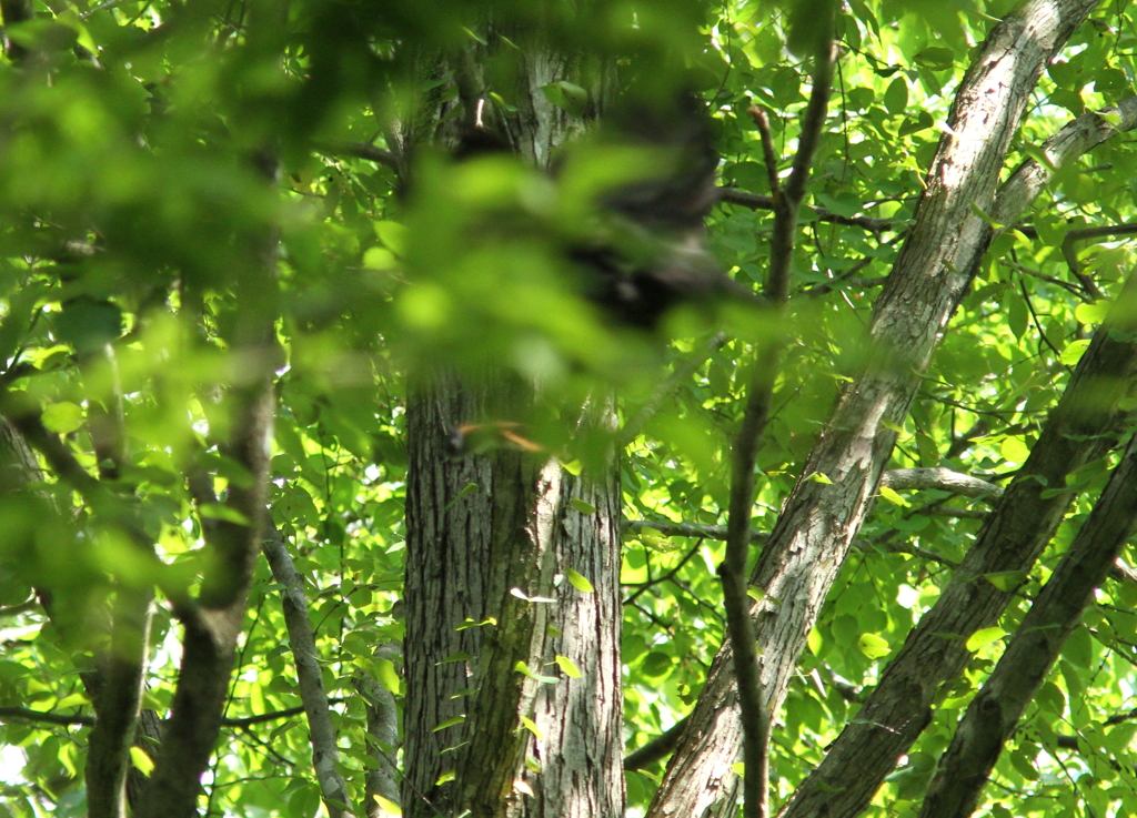 カラスを撃退するサンちゃんママ