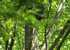 カラスを撃退するサンちゃんママ