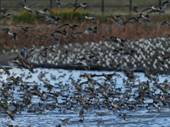 大沼の野鳥