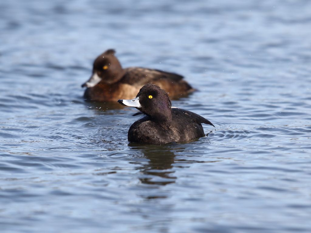 キンクロハジロ