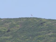月山