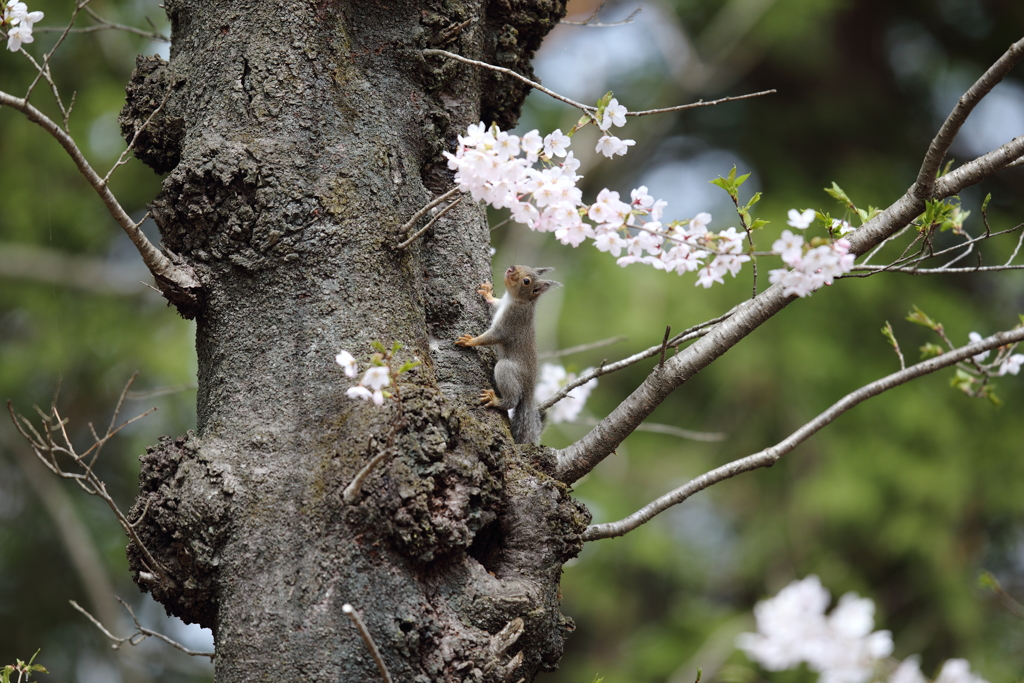 春は美味しい！