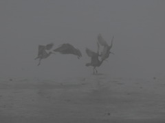 チュウシャクシギ