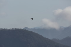 イヌワシ波状飛行　２７