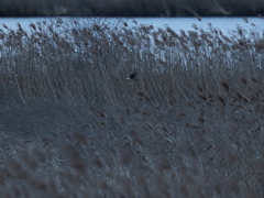 蕪栗沼