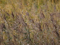 蕪栗沼・すずめ