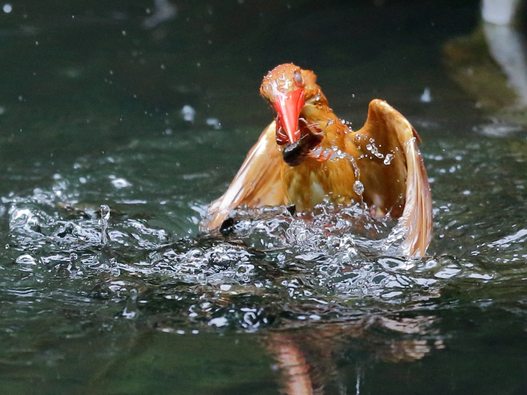 アカショウビン