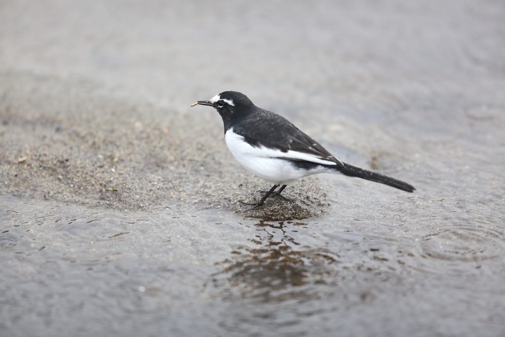 セグロセキレイ②