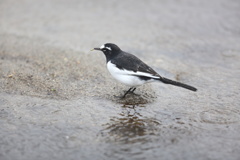 セグロセキレイ②