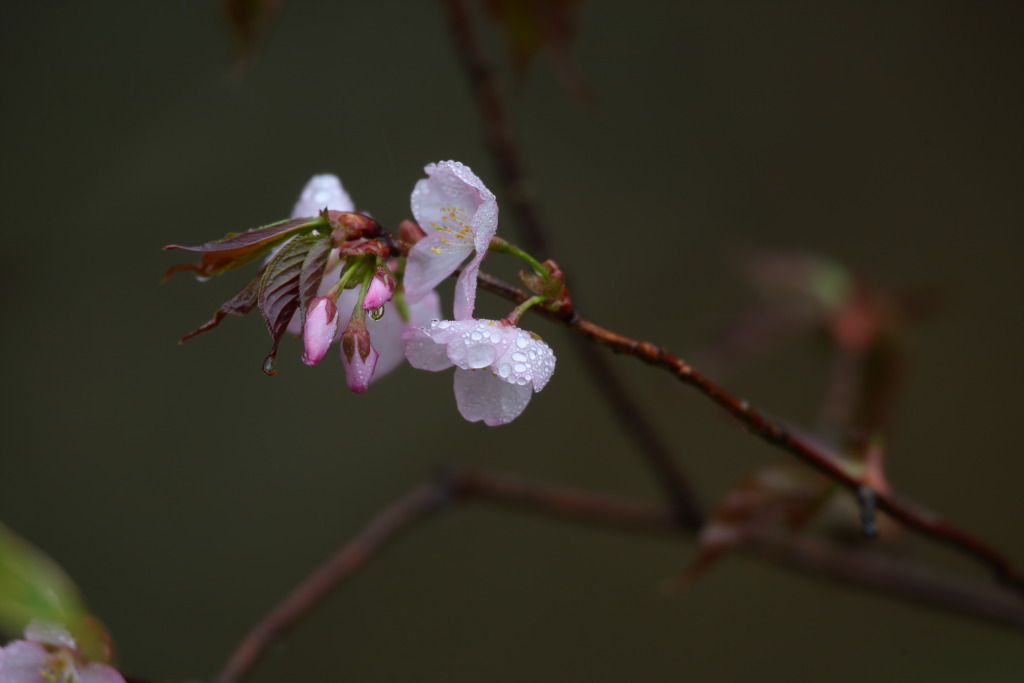 山桜