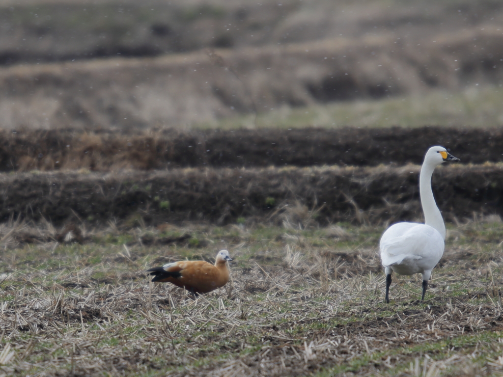 アカツクシガモ
