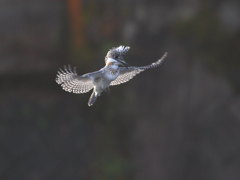 ヤマセミ　ベスト