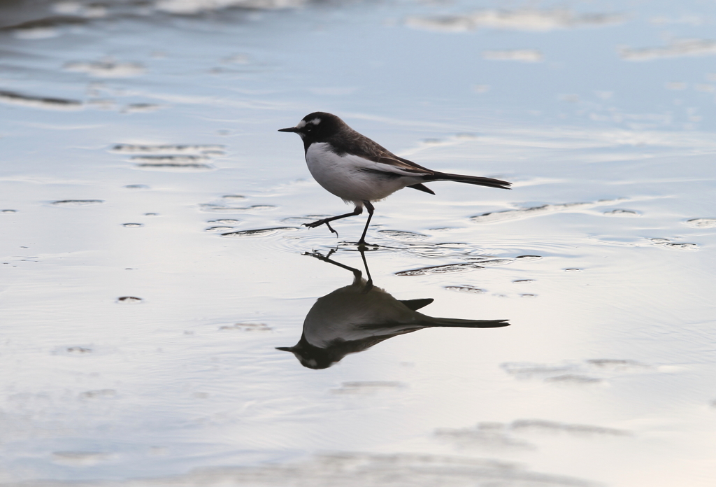 セグロセキレイ