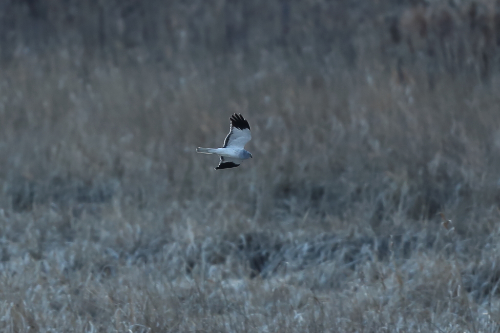 ハイイロチュウヒ