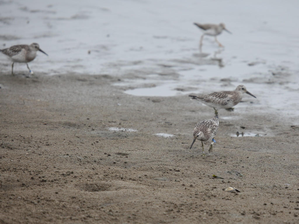 鳥の海