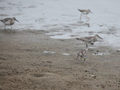 鳥の海