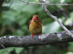 アカショウビン