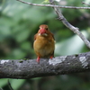 アカショウビン
