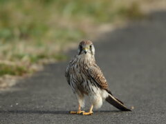 チョウゲンボウ