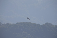 鳥海山