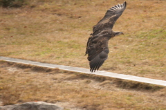 那須どうぶつ王国 421