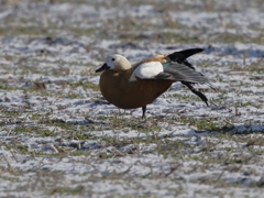 アカツクシガモ