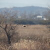 チュウヒ