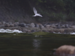 ヤマセミ　大井沢