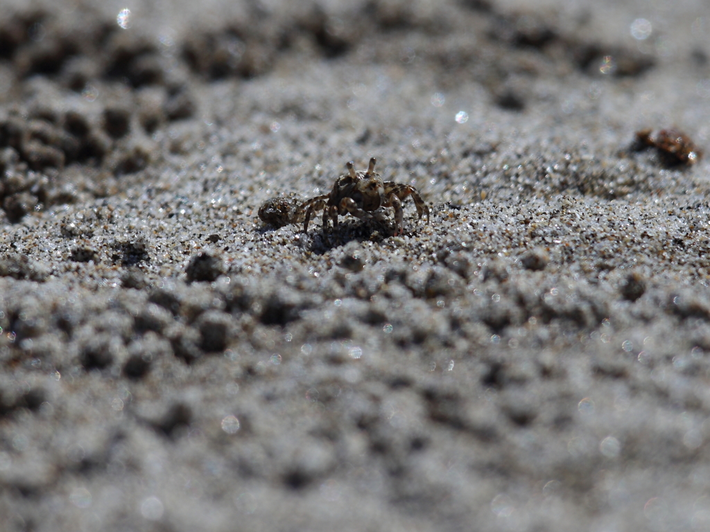 豆ガニ（コメツキガニ）