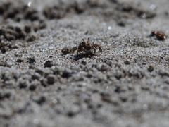 豆ガニ（コメツキガニ）